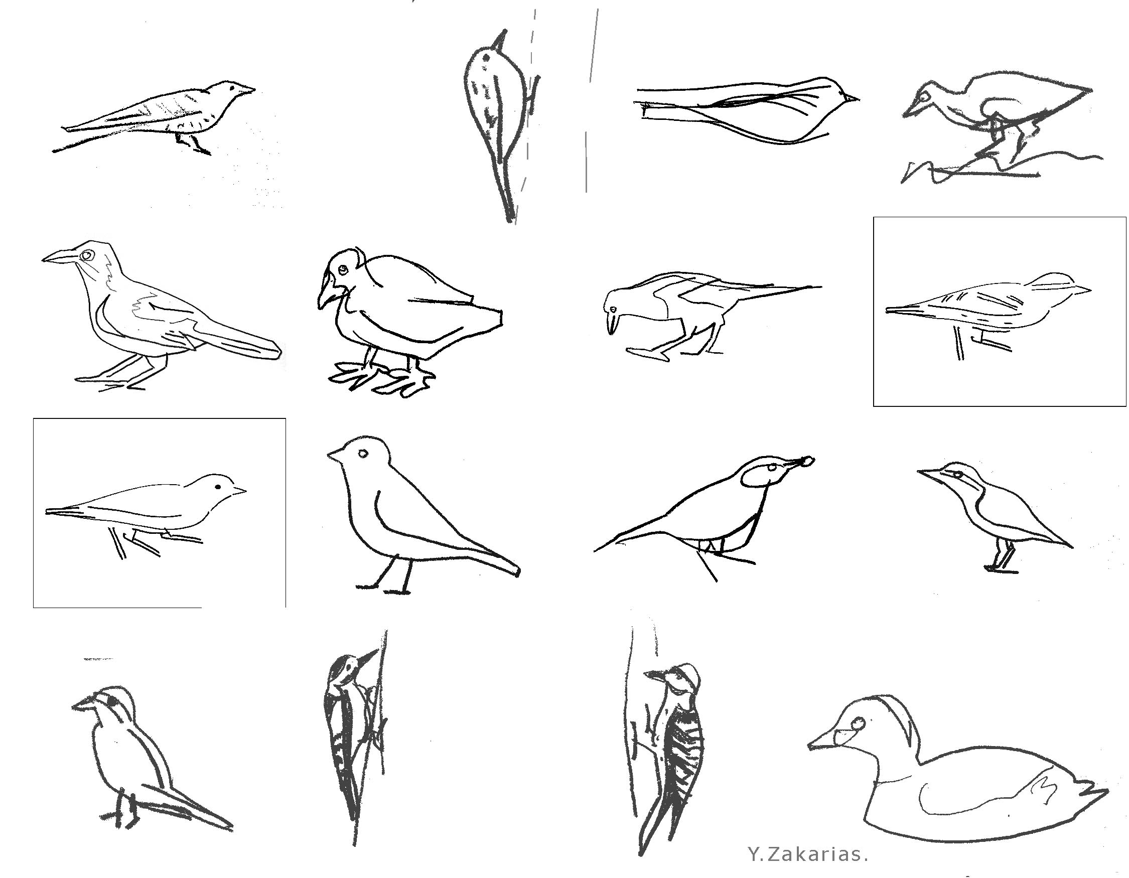 Collection of multiple freehand outline drawings of bird species