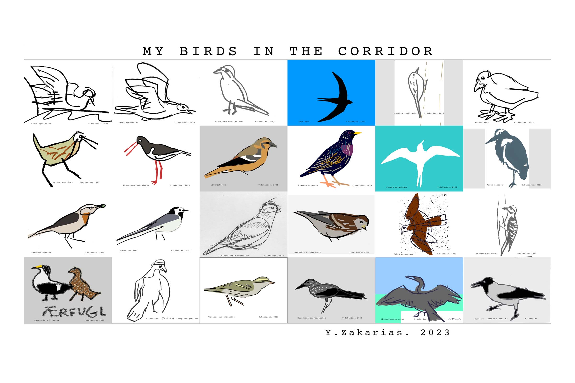 24 bird species in overview of drawings for edition