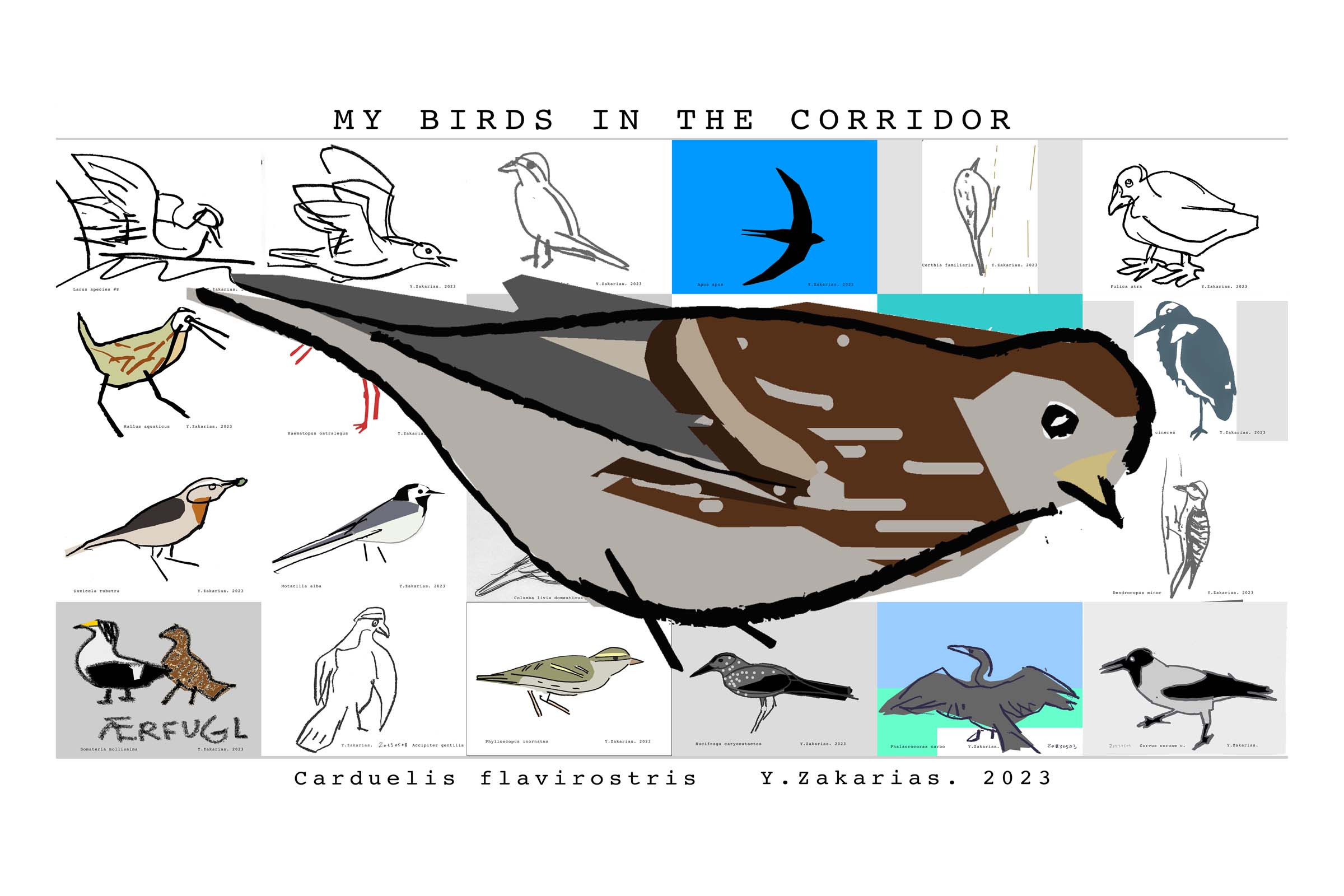 Drawing of Carduelis flavirostris closeup view over 24 bird species